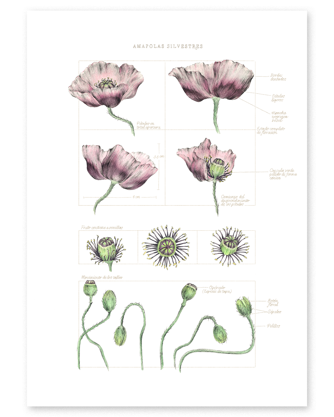 Fine Art Print Amapolas