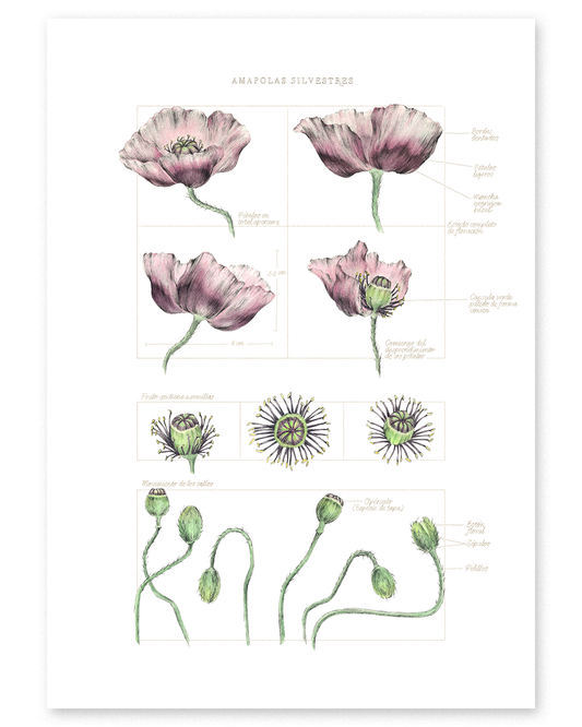 Fine Art Print Amapolas