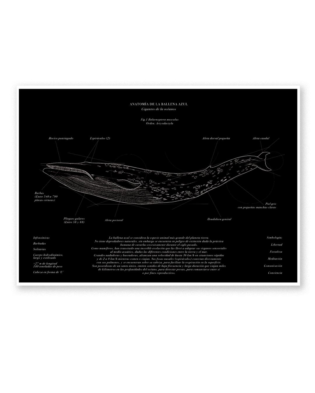 Fine Anatomía de la Ballena