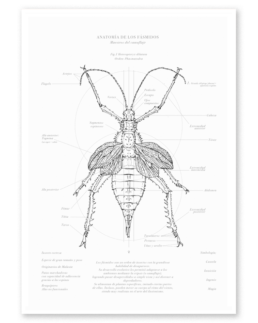Fine Art Fásmido Hembra