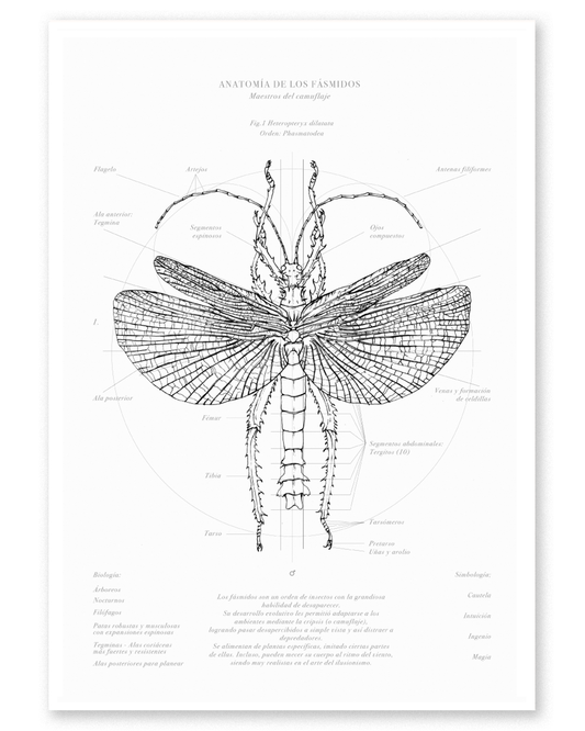 Fine Art Fásmido Macho