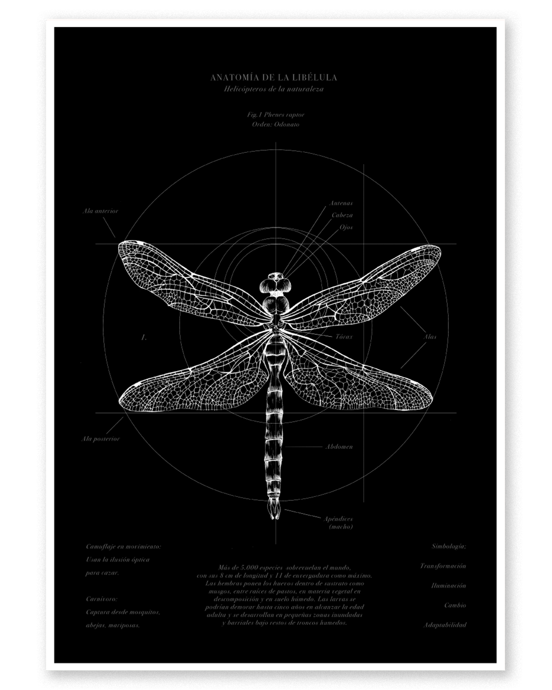 Fine Art Libélula
