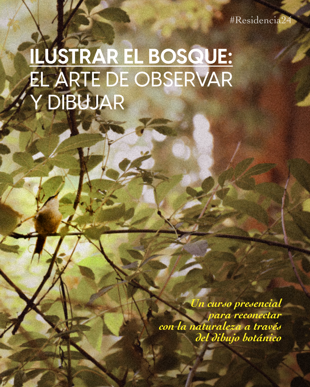 Ilustrar el Bosque: El arte de observar