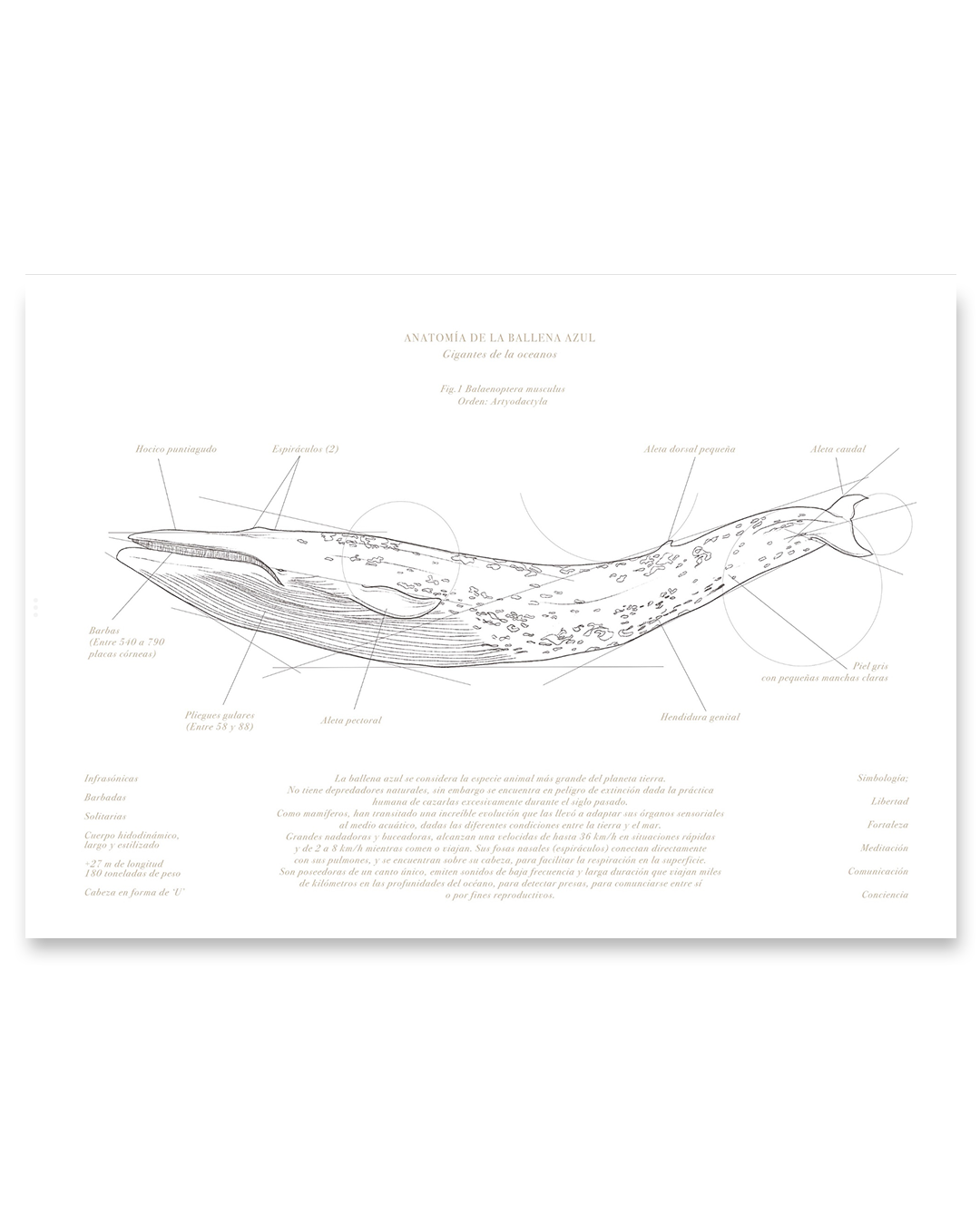 Anatomía de la Ballena