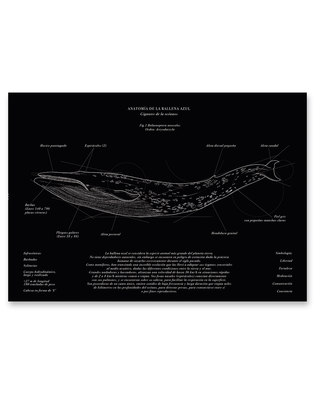 Anatomía de la Ballena