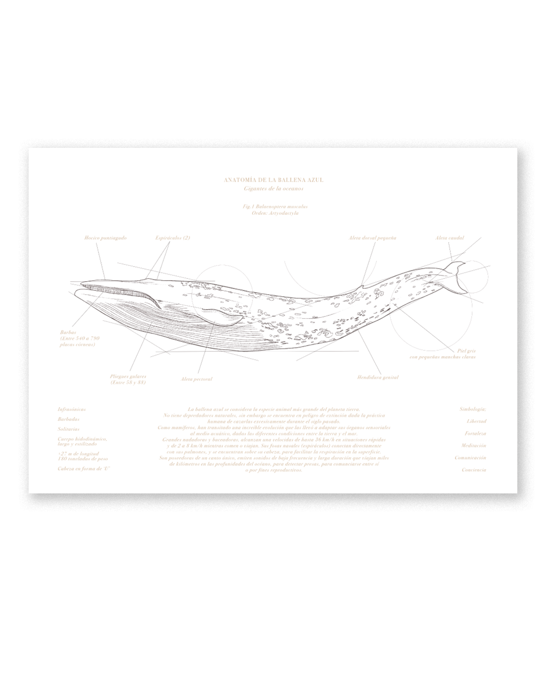Fine Anatomía de la Ballena