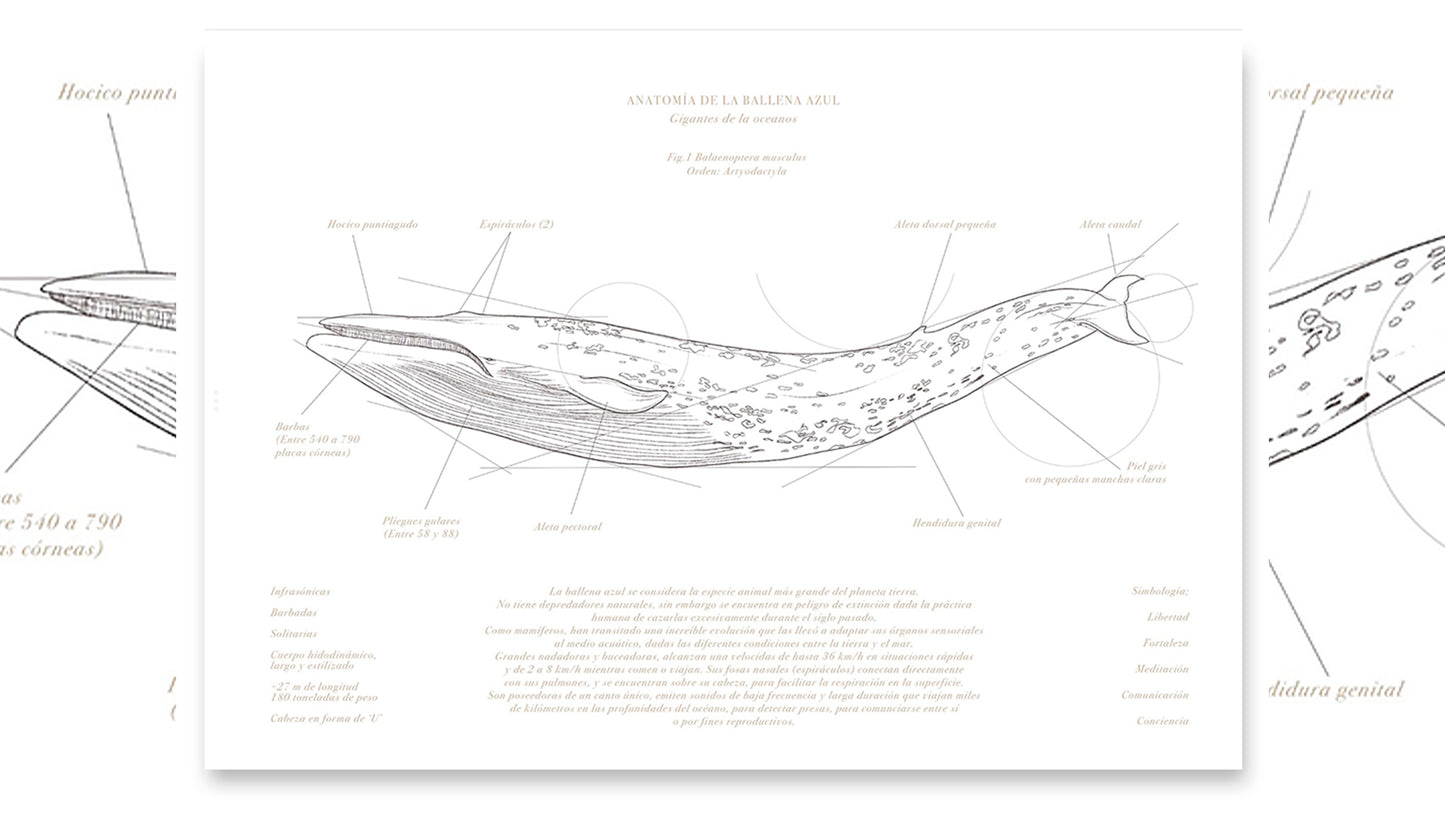 Anatomía de la Ballena