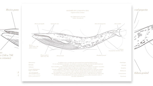 Anatomía de la Ballena