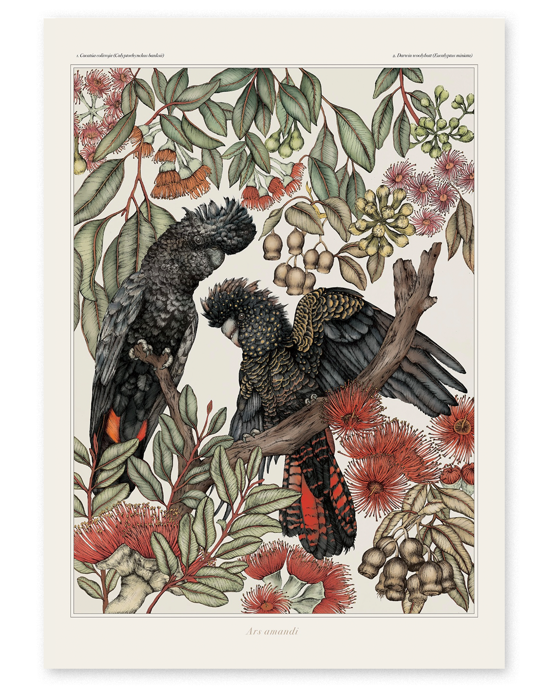 Cacatuas de cola roja