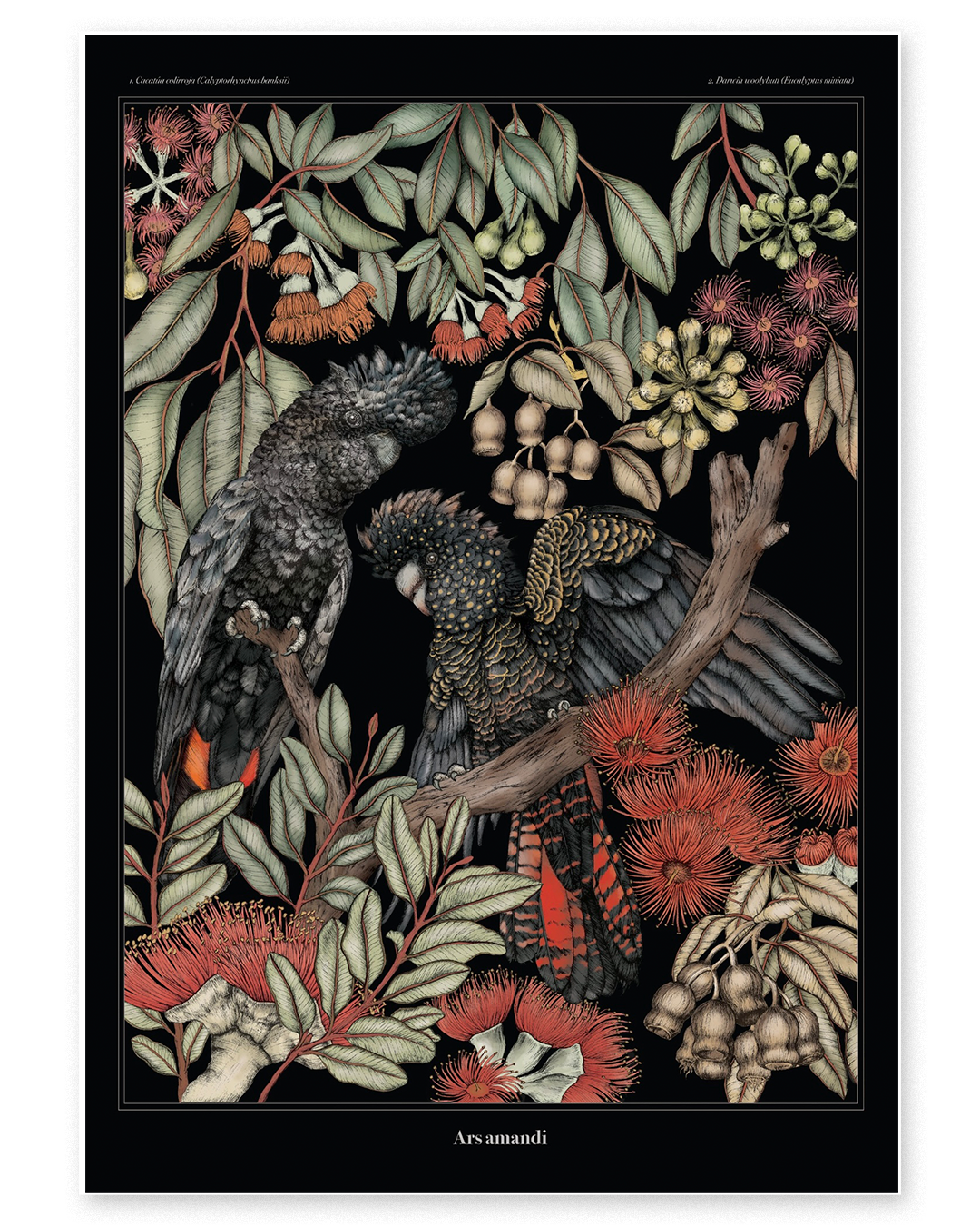 Cacatuas de cola roja