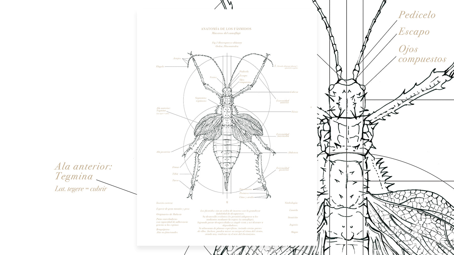 Anatomía Fásmido Hembra