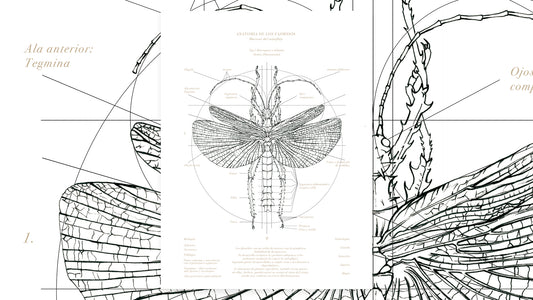 Anatomía Fásmido Macho