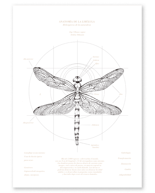 Fine Art Libélula