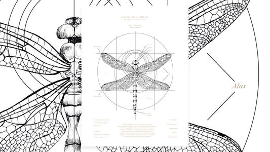 Anatomía de la Libélula
