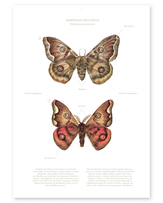 Mariposas Nocturnas