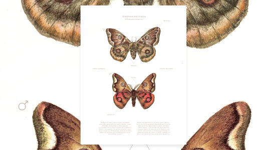 Mariposas Nocturnas