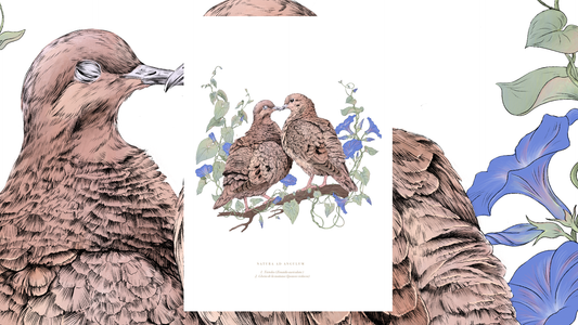 Morning Doves