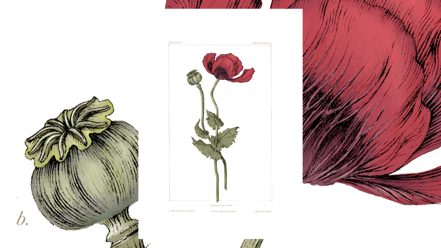 Papaver somniferum