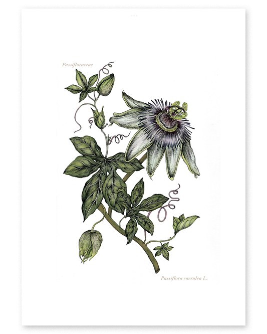 Passiflora